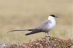 Long-tailed Jaeger